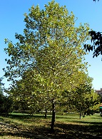 Platanus acerifolia platano