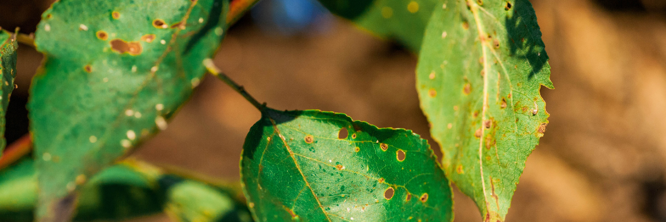 Fitosanitari canva pestici foglie parassiti