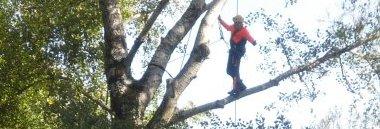 Interventi climbing intervento alberi albero 380 ant